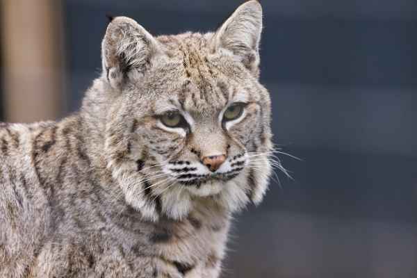 Rode lynx