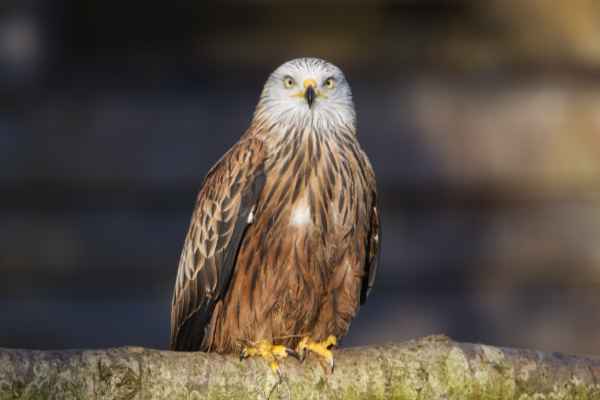 Rode wouw