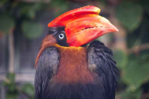 Rb. neushoornvogel