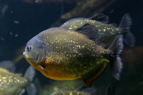 Roodbuikpiranha