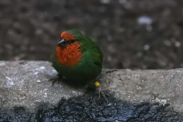 Roodkoppapegaaiamadine