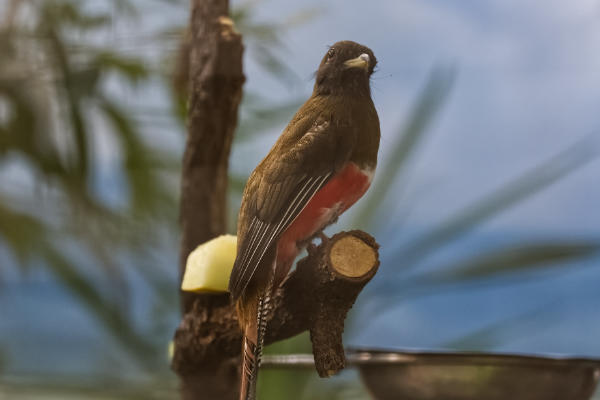 Roodkoptrogon