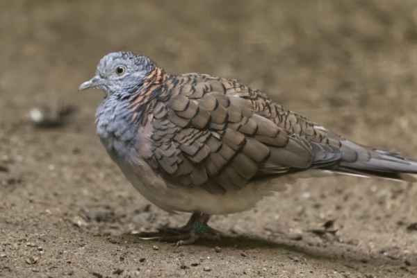 Roodnekzebraduif