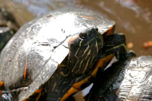 Roodwangschildpad