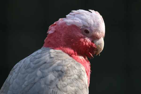 Roze Kaketoe
