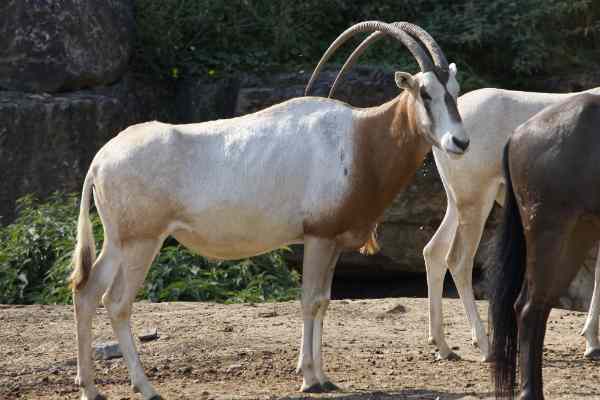Sabelantilope