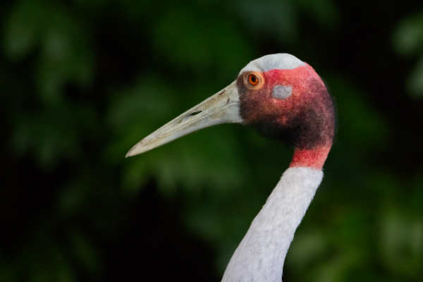 Saruskraanvogel