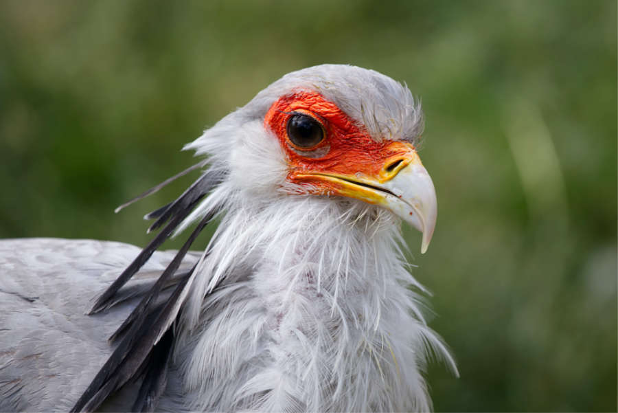 Secretarisvogel