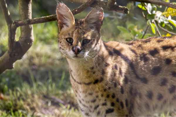 Serval