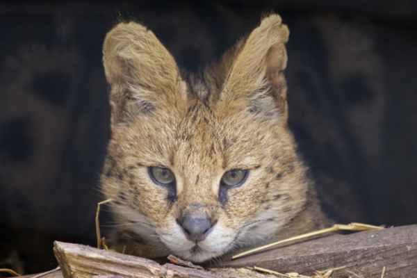 Serval
