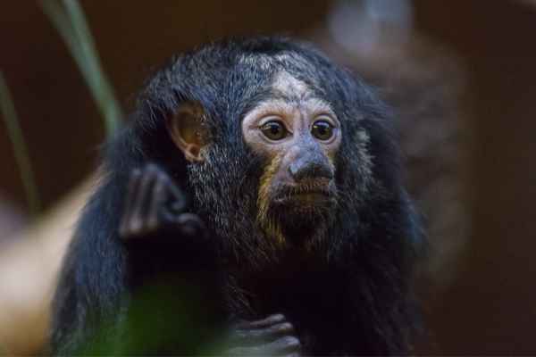 Siamang