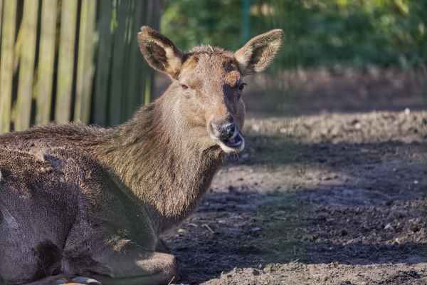 Siberische wapiti