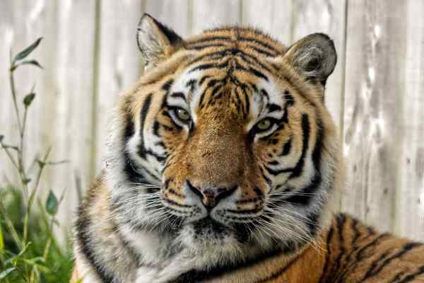 Siberische tijger