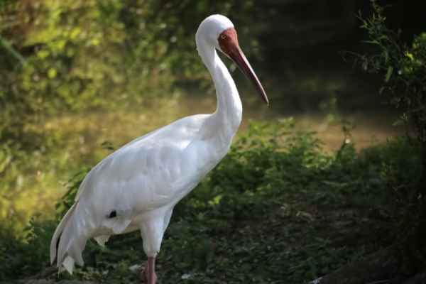 Sib. W. Kraanvogel