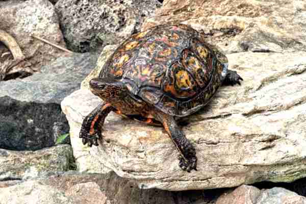 Sieraardschildpad