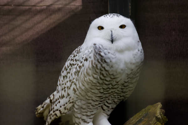 Sneeuwuil