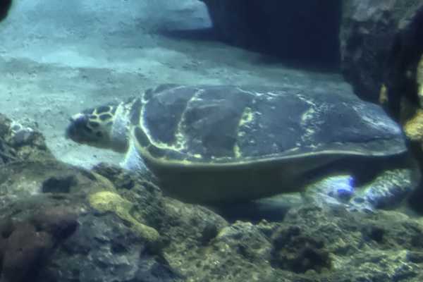 Soepschildpad