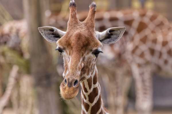 Giraffe (So)