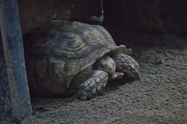 Sporenschildpad