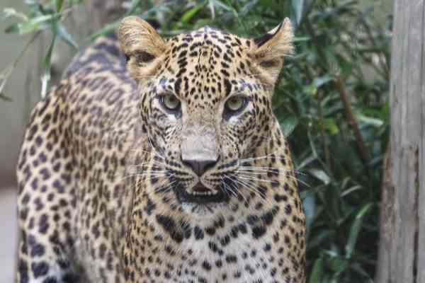 Sri Lanka Panter