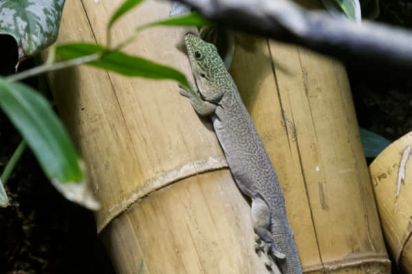 Standing daggekko