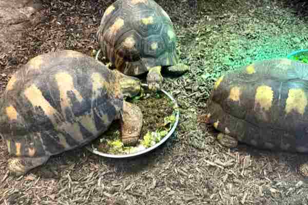 Stralenschildpad