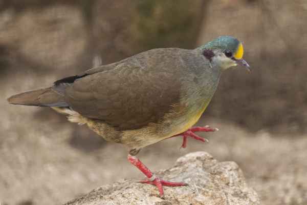 Sulawesi patrijsduif