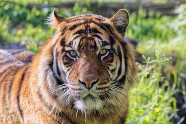 Sumatraanse tijger