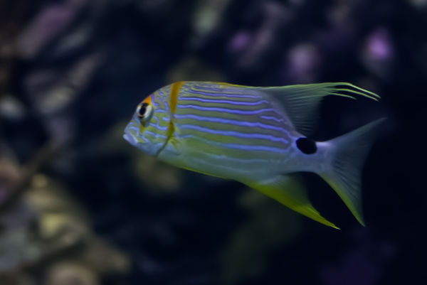 Draadvin Snapper