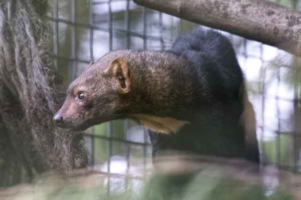 Tayra