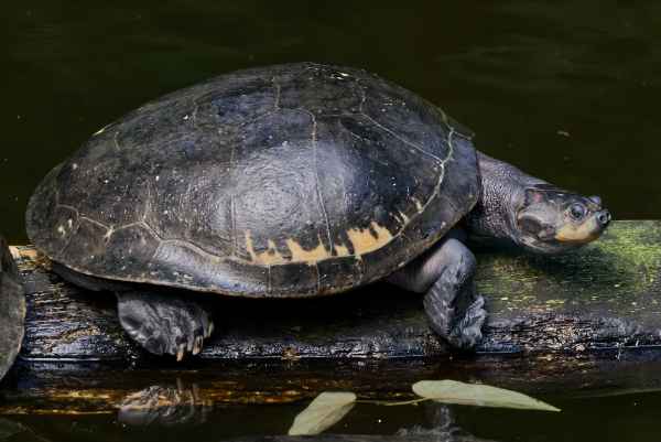 Terekayschildpad