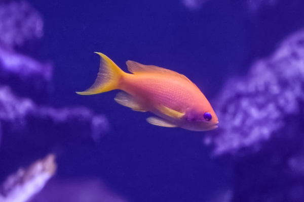 Threadfin Anthias