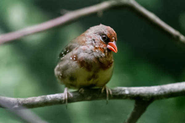 Tijgervink