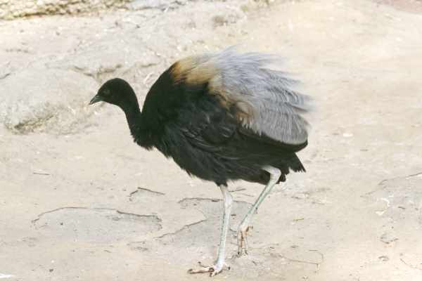 Trompetvogel