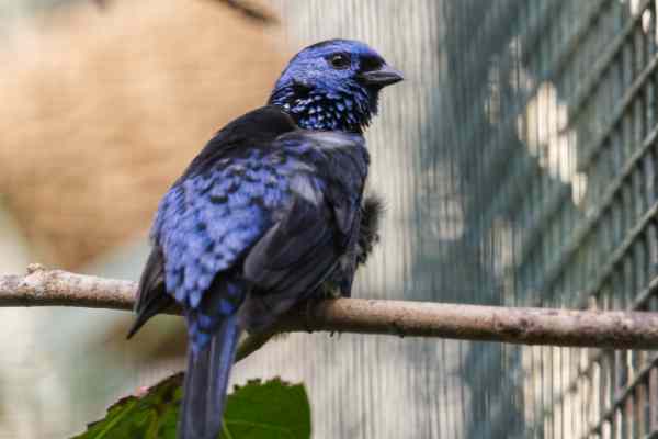 Turkooistangare