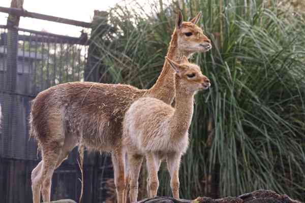 Vicuña