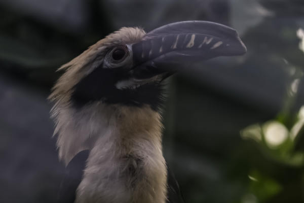 Visayaneushoornvogel