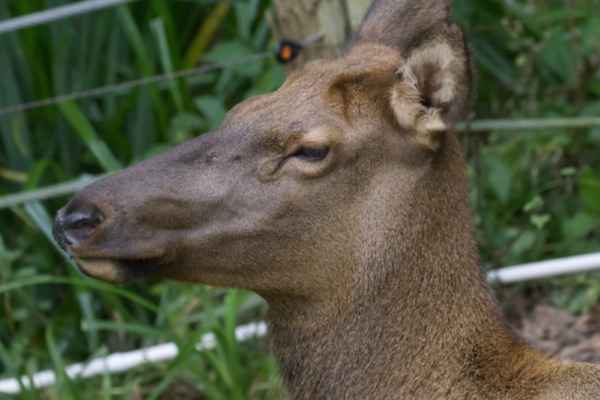 Wapiti
