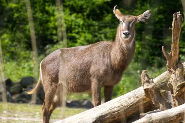 Waterbok