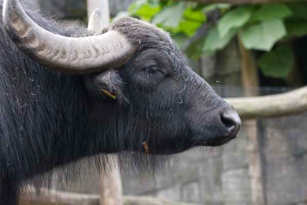 Waterbuffel