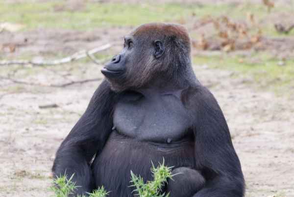 Gorilla