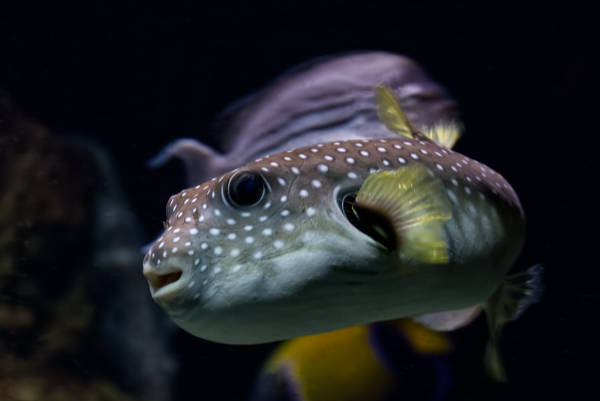 Witgevlekte kogelvis