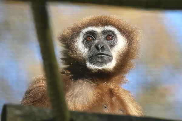 Withandgibbon