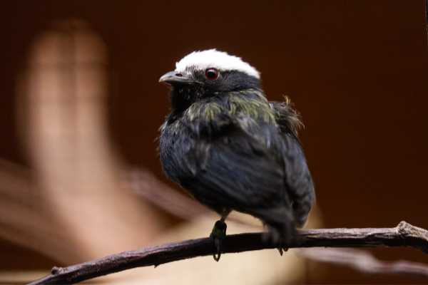 Witkruinmanakin