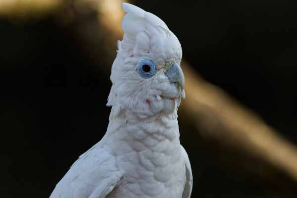 Witte kakatoe