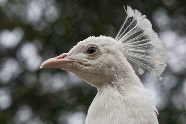 Witte pauw