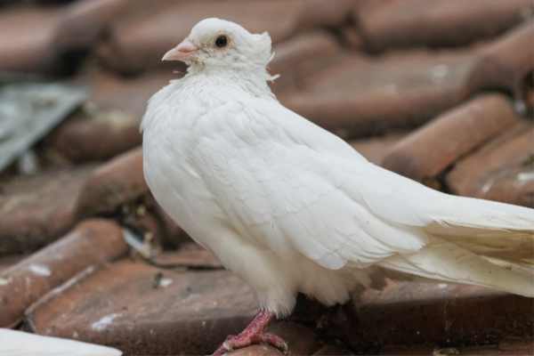 Witte pauwstaart