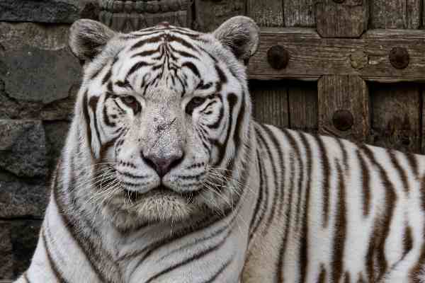 Witte Tijger