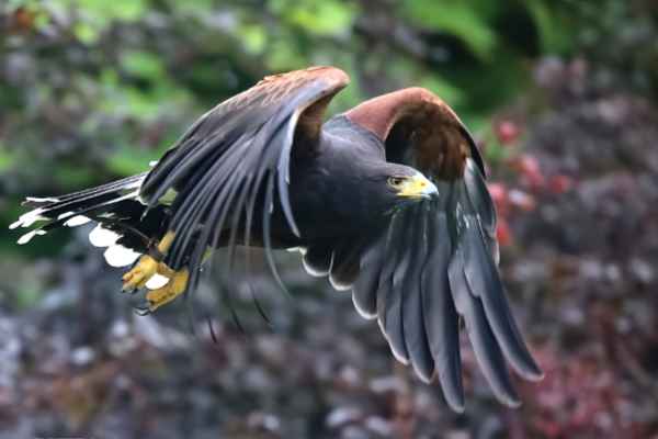 woestijnbuizerd