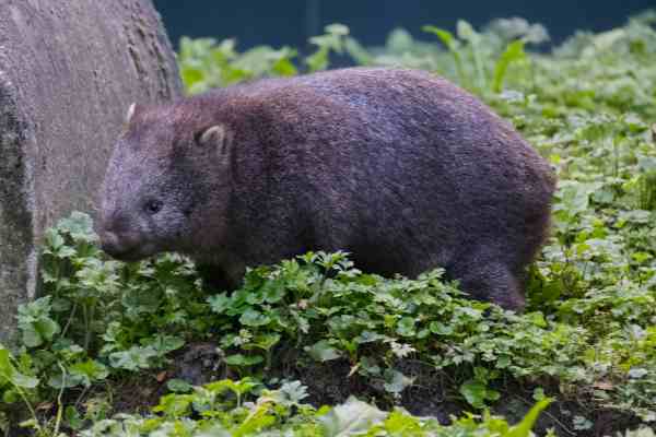 Wombat